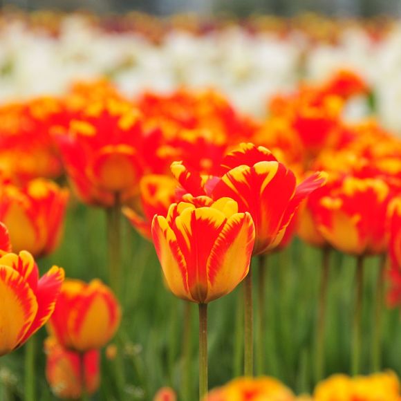 Meet your Posher - Picture 1 of 1